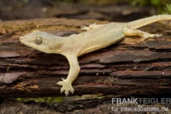 Asiatischer Hausgecko, Hemidactylus frenatus