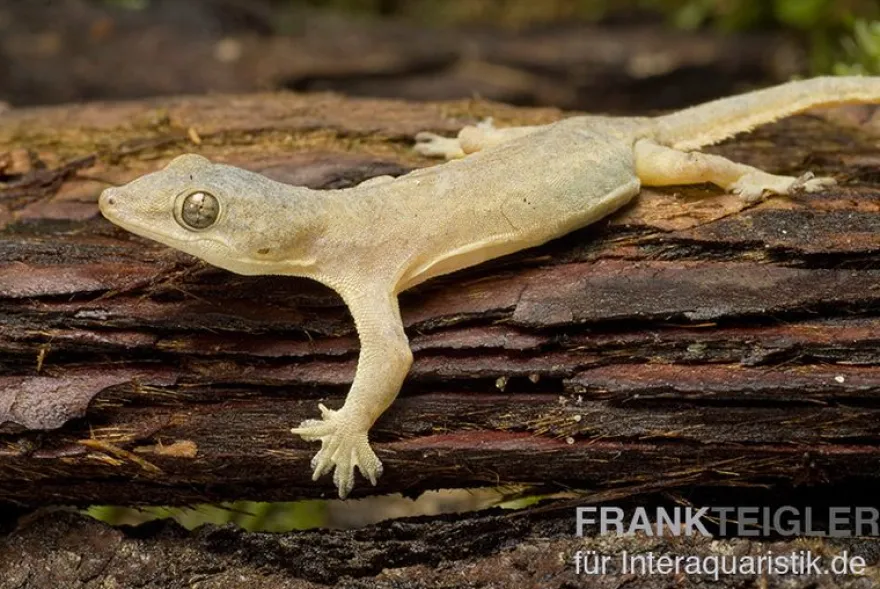 Asiatischer Hausgecko, Hemidactylus frenatus