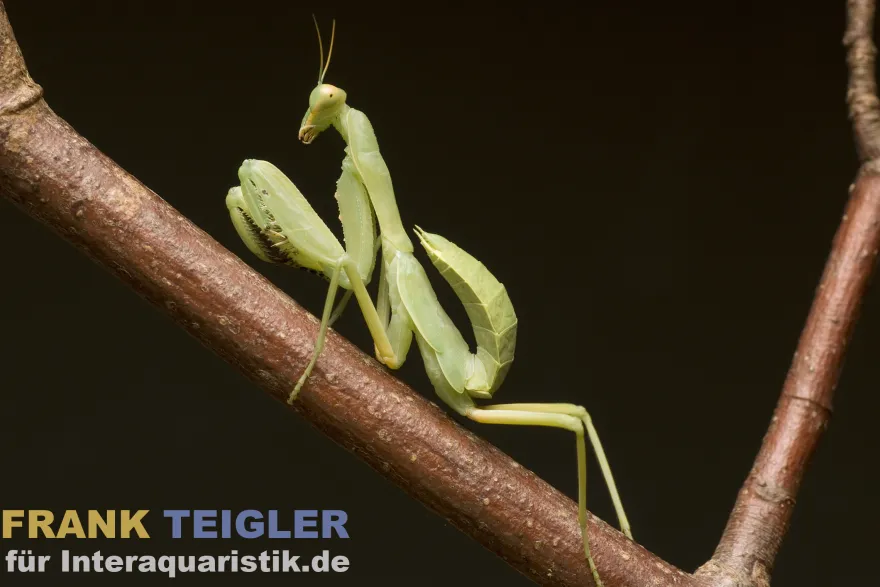 Asiatische Riesengottesanbeterin, Hierodula patellifera