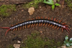 Asiatischer Riesenhundertfüßer, Scolopendra subspinipes