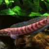 Asiatischer Schlangenkopf, Channa asiatica
