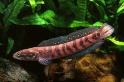 Asiatischer Schlangenkopf, Channa asiatica
