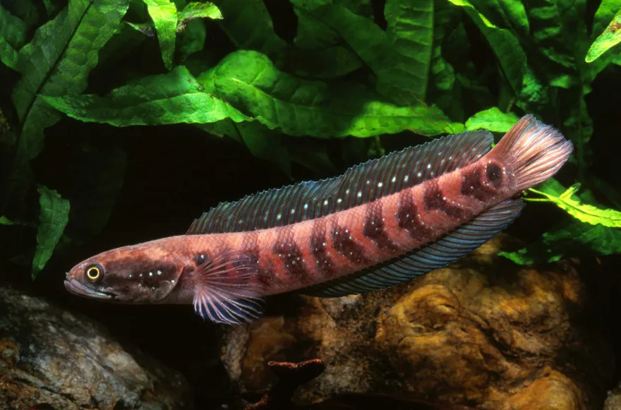 Asiatischer Schlangenkopf, Channa asiatica