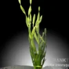 Asiatische Schraubenvallisnerie, Vallisneria spiralis "Tortifolia", Bund
