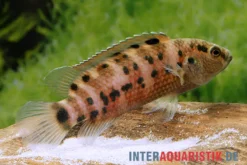 Assam-Blaubarsch, Badis assamensis