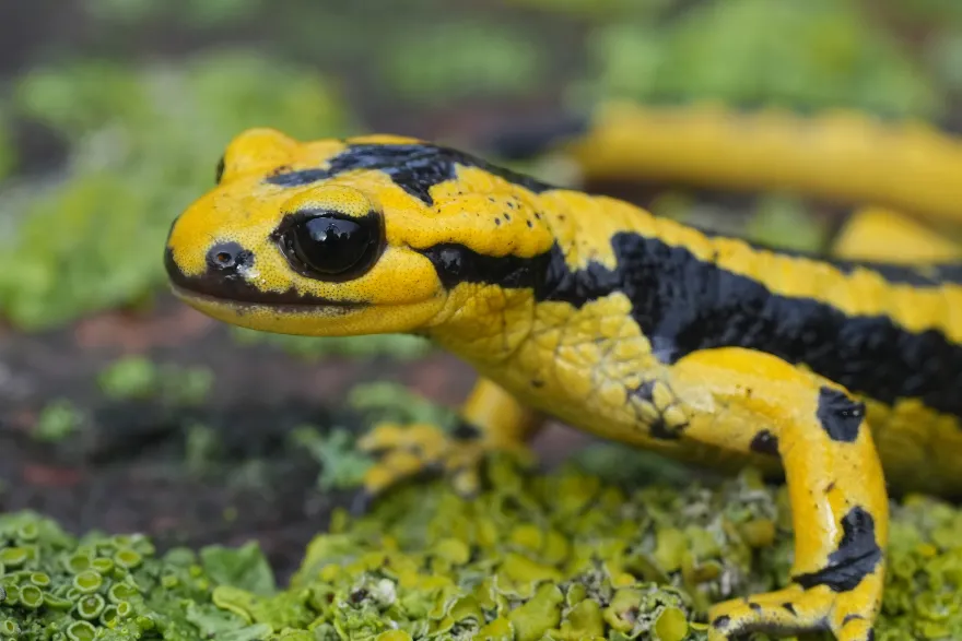 Asturischer Feuersalamander, Salamandra salamandra bernardezi