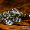 Atabapo-Schmetterlingsharnischwels, L52, Zonancistrus sp., 4-7 cm