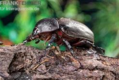 Atlaskäfer, Chalcosoma atlas, gemischt