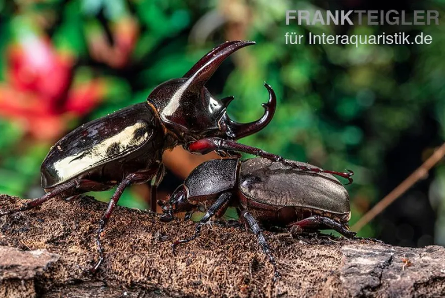Atlaskäfer, Chalcosoma atlas, gemischt