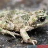 Atlaskröte, Bufo brongersmai DNZ