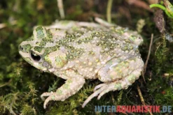 Atlaskröte, Bufo brongersmai DNZ