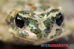 Atlaskröte, Bufo brongersmai DNZ