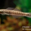 Atratus-Grundel, Stiphodon atratus, 1 Paar