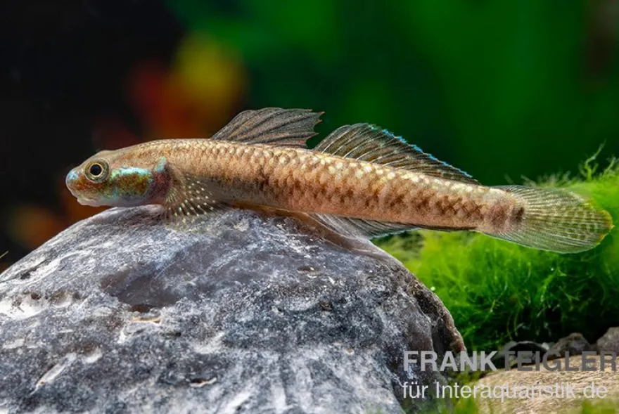 Atratus-Grundel, Stiphodon atratus, 1 Paar