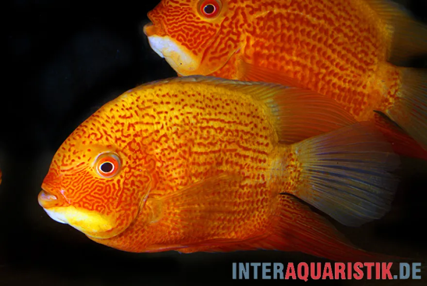 Augenfleck-Buntbarsch, Heros severus "Red spotted"