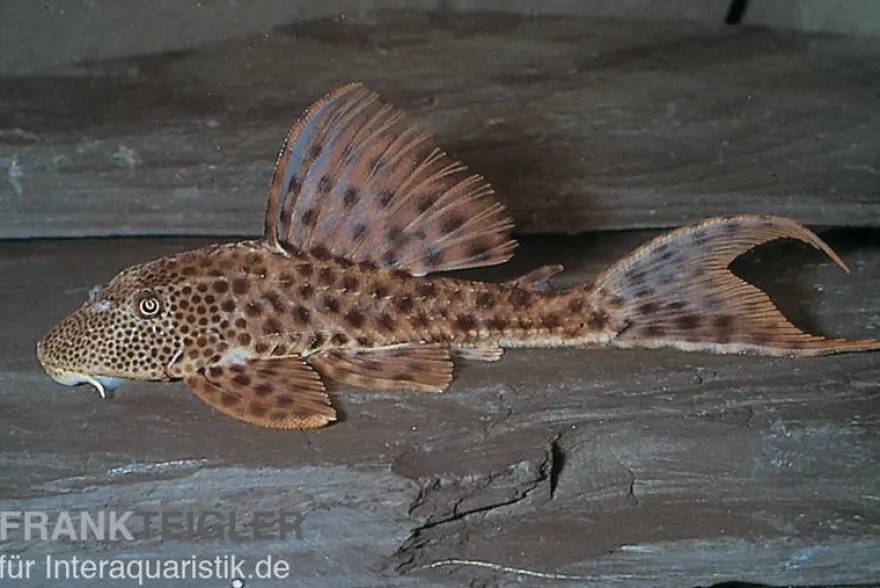 Augenflecken-Trugschilderwels, L36, Ancistomus spilomma sp. RIO ARAGUAIA