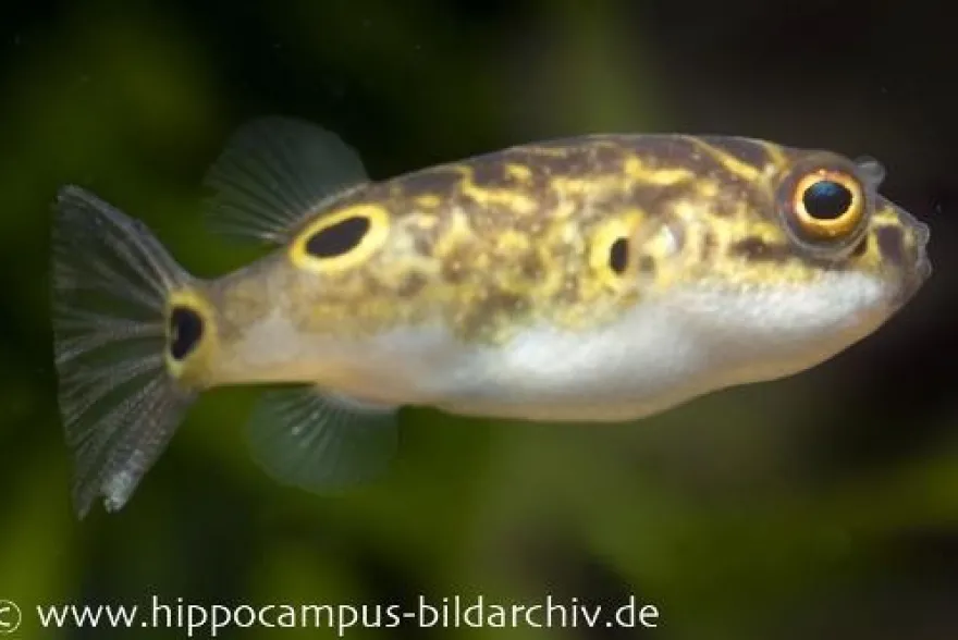 Augenfleck-Kugelfisch, Tetraodon biocellatus