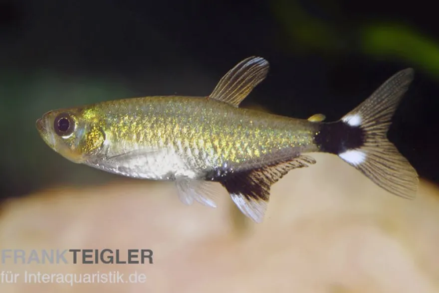 Augenflecksalmler, Aphyocharax paraguayensis (Minifisch)