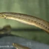 Augenfleckstachelaal, Macrognatus aculeatus, 7-10 cm