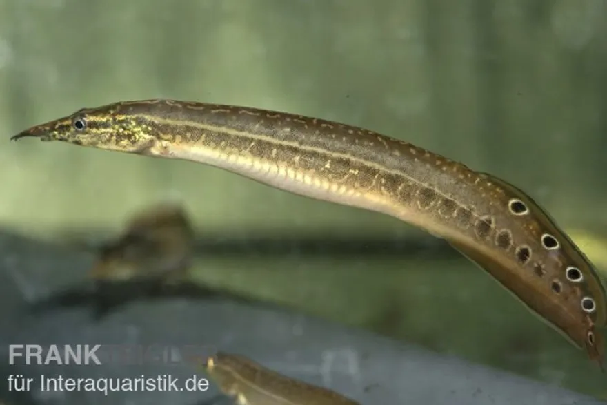 Augenfleckstachelaal, Macrognatus aculeatus, 7-10 cm