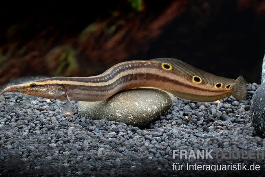 Augenfleckstachelaal, Macrognatus aculeatus, 7-10 cm