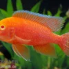 Aulonocara Firefish "Coral Red Albino"