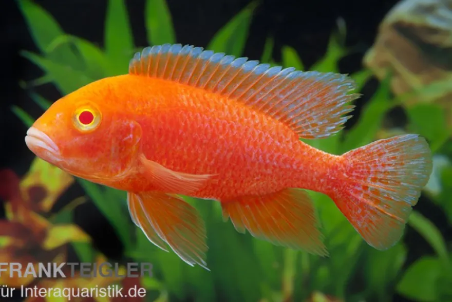 Aulonocara Firefish "Coral Red Albino"