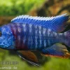 Aulonocara hansbaenschi "Red Flush"