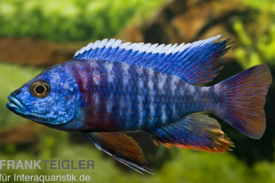 Aulonocara hansbaenschi "Red Flush"