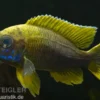 Aulonocara jacobfreibergi "Mamelela", 6-9 cm DNZ