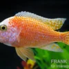 Aulonocara nyassae "Pink"