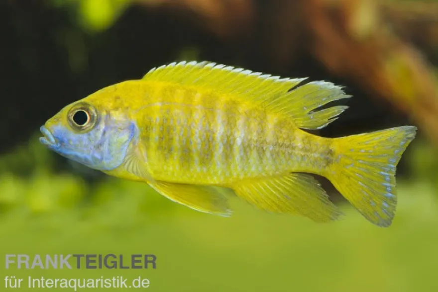 Aulonocara nyassae "Yellow"
