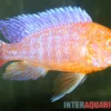 Aulonocara spec. Dragon Blood albino, DNZ