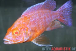 Aulonocara spec. Dragon Blood albino, DNZ