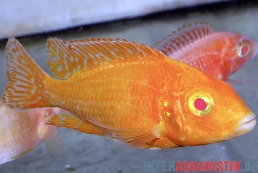 Aulonocara spec. Dragon Blood albino, DNZ