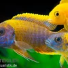 Aulonocara spec. im MIX, DNZ