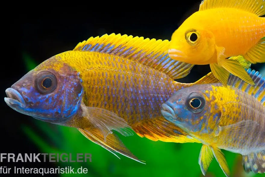 Aulonocara spec. im MIX, DNZ