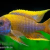 Aulonocara spec. Lwanda