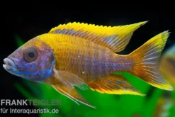Aulonocara spec. Lwanda