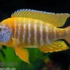Aulonocara spec. Red Rubin, DNZ