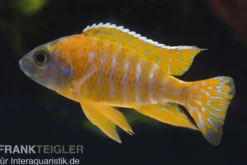 Aulonocara spec. Red Rubin, DNZ