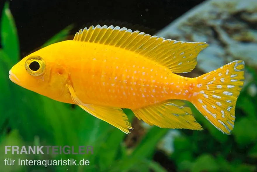 Aulonocara spec. Safran, 6-8 cm DNZ