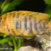 Aulonocara sp. "Orange Blotched"