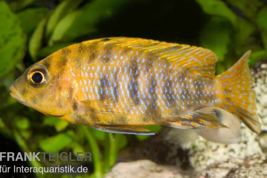 Aulonocara sp. "Orange Blotched"