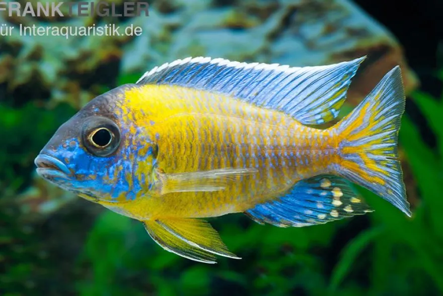 Aulonocara steveni BLUE NEON HAI REEF , DNZ