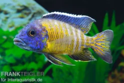 Aulonocara steveni "Hongi", 5-7 cm DNZ