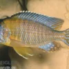 Aulonocara stuartgranti "Usisya", 6-9 cm DNZ