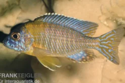 Aulonocara stuartgranti "Usisya", 6-9 cm DNZ