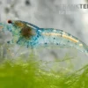Aura Blue Garnele, Neocaridina davidi "Aura Blue"