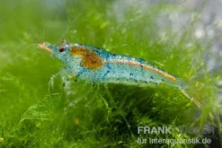 Aura Blue Garnele, Neocaridina davidi "Aura Blue"